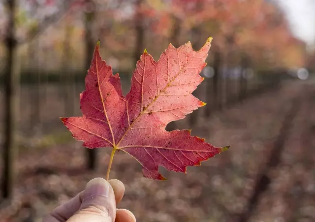 農房還能這樣改造，看80后女孩的農村自建房日記