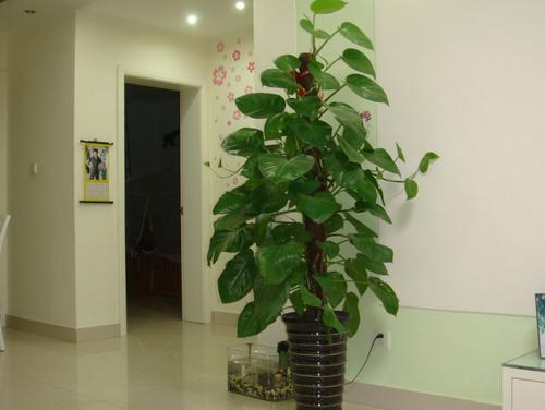 新裝修的別墅如何去除甲醛